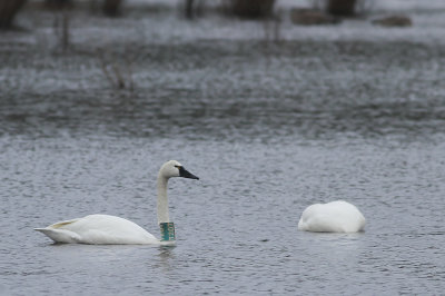 Tundra Swans