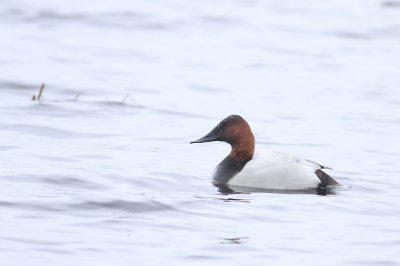 Canvasback