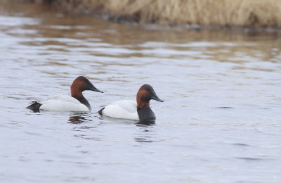 Canvasbacks