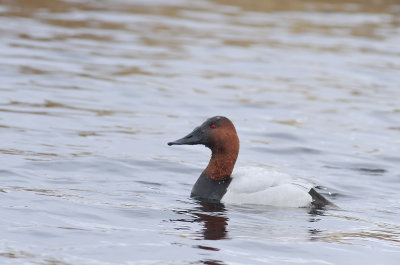 Canvasback