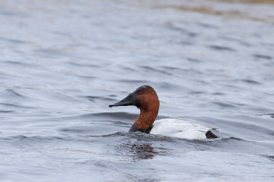 Canvasback