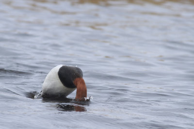 Canvasback