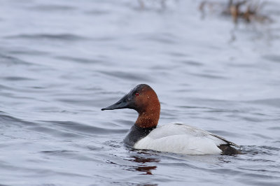 Canvasback
