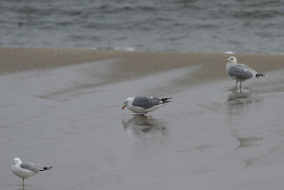 Possible Herring/Lesser Black-backed hybrid
