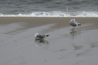 Possible Herring/Lesser Black-backed hybrid