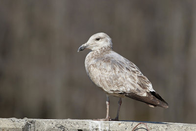 Herring Gull