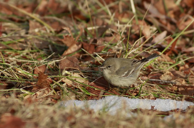 Pine Warbler