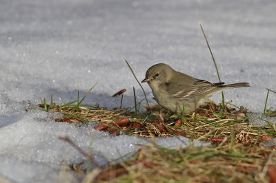 Pine Warbler