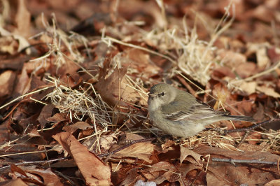 Pine Warbler