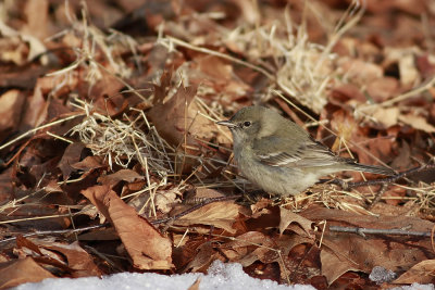 Pine Warbler