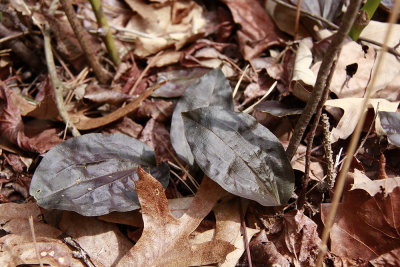 Tipularia discolor- Cranefly Orchid