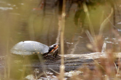 Spotted Turtle