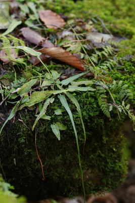 Asplenium rhizophyllum- Walking Fern