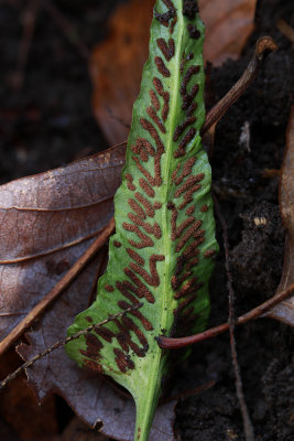 Asplenium rhizophyllum- Walking Fern