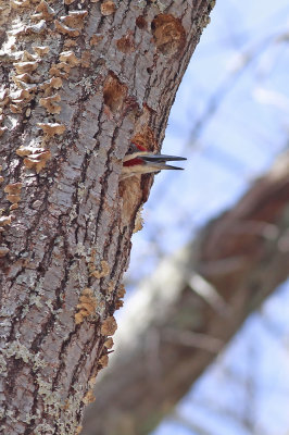 Pileated Woodpecker