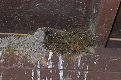 Eastern Phoebe nest