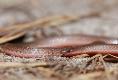 Eastern Worm Snake