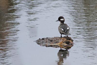 Bufflehead
