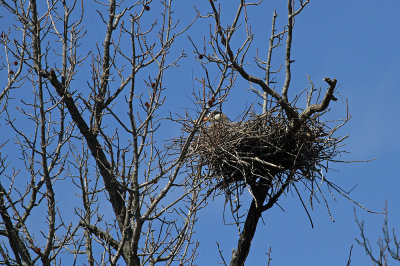 Great Blue Heron nest