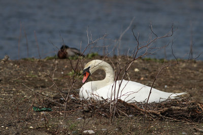Mute Swan nest