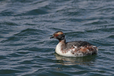 Horned Grebe