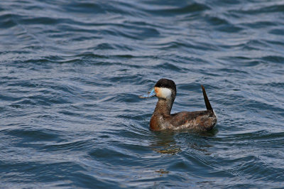 Ruddy Duck