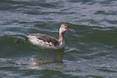 Horned Grebe