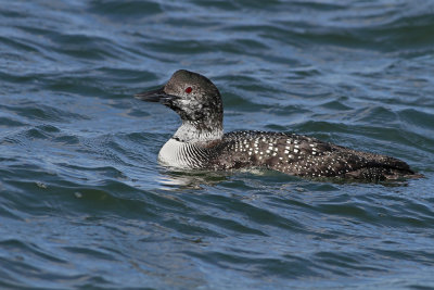 Common Loon