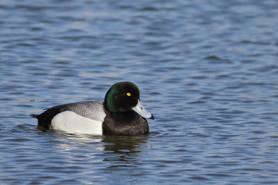 Greater Scaup