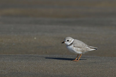 Piping Plover