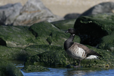Atlantic Brant