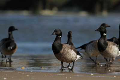 Atlantic Brant