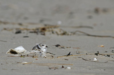 Piping Plover