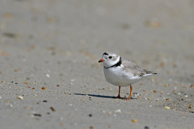 Piping Plover