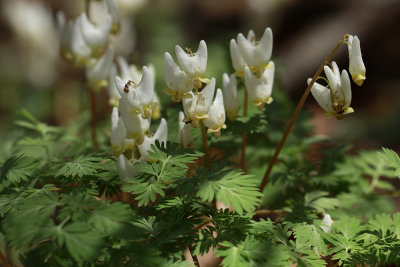 Dicentra cuccularia- Dutchman's Breeches