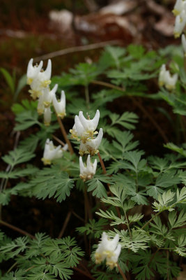 Dicentra cuccularia- Dutchman's Breeches