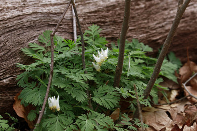 Dicentra cuccularia- Dutchman's Breeches