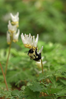 Dicentra cuccularia- Dutchman's Breeches