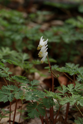 Dicentra cuccularia- Dutchman's Breeches