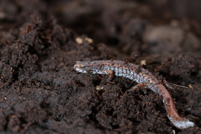 Four-toed Salamander