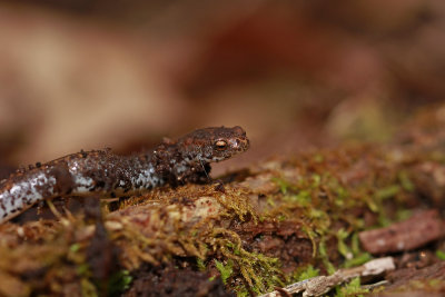 Four-toed Salamander