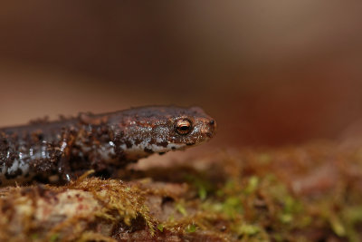 Four-toed Salamander