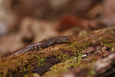 Four-toed Salamander