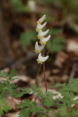 Dutchman's Breeches