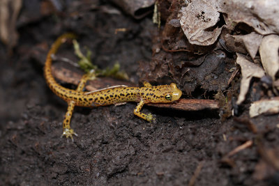 Long-tailed Salamander