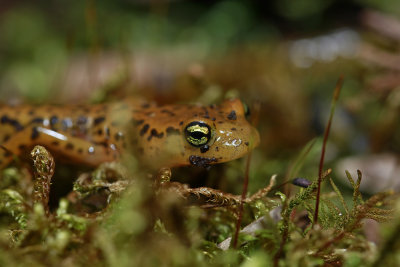 Long-tailed Salamander