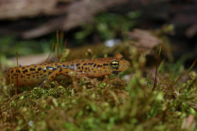Long-tailed Salamander