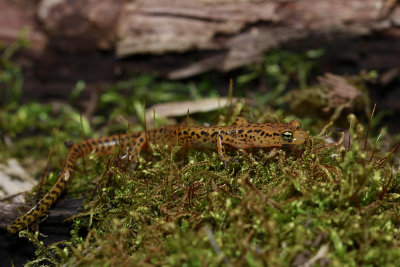 Long-tailed Salamander