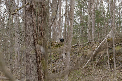 Black Bear keeping watch