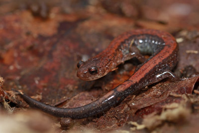 Red-backed Salamander